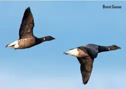  ??  ?? Brent Goose