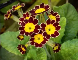  ?? ?? From humble cowslip to gardeners’ jewel: Primula ‘Gold Lace’