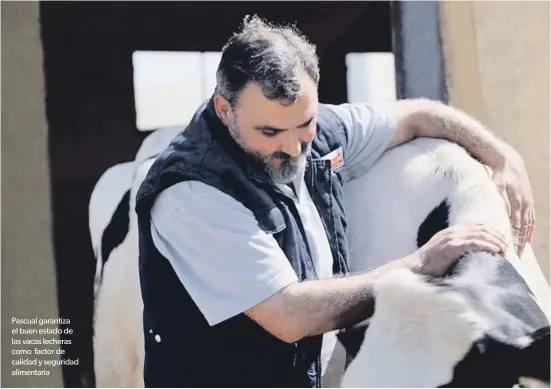  ??  ?? Pascual garantiza el buen estado de las vacas lecheras como factor de calidad y seguridad alimentari­a