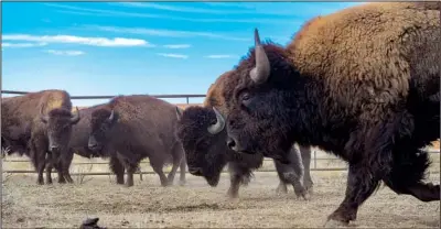  ?? ?? Bison wait in a holding pen.