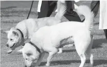  ?? Yonhap ?? “Gomi,” front, and “Songgang,” the Pungsan dogs North Korean leader Kim Jong-un gave to former South Korean President Moon Jae-in after their 2018 summit, walk in the yard of Kyungpook National University’s veterinary hospital in Daegu, Thursday.