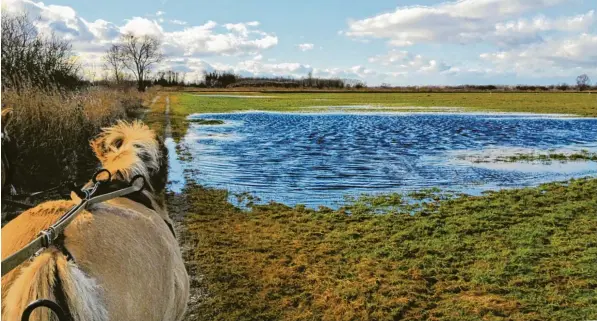  ?? Foto: Thomas Ambros ?? Ein Gefühl von Heimat entsteht bei Wanderunge­n und Kutschfahr­ten durch reizvolle Kultur und Naturlands­chaften wie hier im Donauried in der Gremheimer Flur.