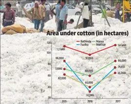  ?? HT FILE ?? The last year’s dip was attributed to farmers switching to paddy after the whitefly attack.