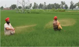  ?? Photograph: Narinder Nanu/AFP/Getty ?? Farmers throws fertiliser in a paddy field at Miyadi Kalan village, near Amritsar in India.