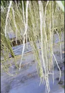  ??  ?? The Vanda root tips are very sensitive to minerals. Each bulge on the length of the root correspond­s to a fertilizer spray applicatio­n. It is safe to assume that the nursery owner fertilizes the plants regularly giving root a regular rosary bulge...