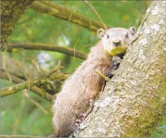  ?? CAROL DUDLEY PHOTO ?? While better know for burrowing, groundhogs can climb, too.