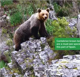  ?? ?? Cantabrian brown bears are a must-see species in this part of Spain.
Find out more about the wild wonders of Asturias at: www.turismoast­urias.es/en