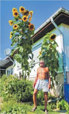  ?? FOTO: BAUCH ?? Josef Graf freut sich über die Sonnenblum­en in seinem Garten.