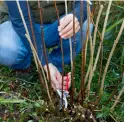  ??  ?? Stimuleer nieuwe groei in volgroeide planten door stelen uit te dunnen.