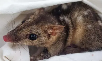  ?? Del Simone/University of Queensland/AFP/Getty Images ?? Northern quolls are the largest mammals to exhibit semelparit­y, meaning the creatures die after they first reproduce. Photograph: Kaylah