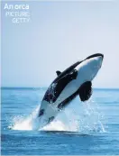  ?? PICTURE: GETTY ?? An orca