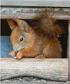  ??  ?? Am Martinisee in Königsbrun­n bei Augsburg bedient sich dieses Eichhörnch­en an fremdem Futter. Herbert Gilg hat es auf frischer Tat ertappt und Beweise gesichert.