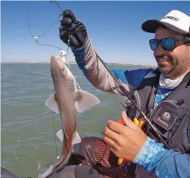  ??  ?? Izquierda: Daniel con un buen ejemplar de brótola, muy codiciado por su carne blanca. Arriba: inquieto gatuzo pescado con artificial de jighead más pulpito, luego devuelto al mar.