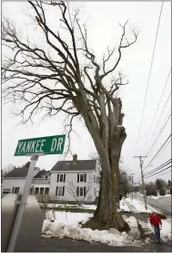  ??  ?? A pedestrian walks past a large elm tree known as “Herbie” in Yarmouth, Maine on Dec. 15, 2009.