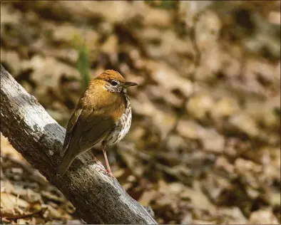  ?? Nate Rathbun / U.S. Fish and Wildlife Service ?? The wood thrush is one of the 389 bird species in North American threatened by extinction due to climate change.