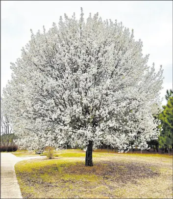  ?? Kelly Oten North Carolina State University via AP ?? This Bradford Callery pear tree is in full bloom.