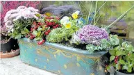  ??  ?? BOLD: Winter containers need good drainage