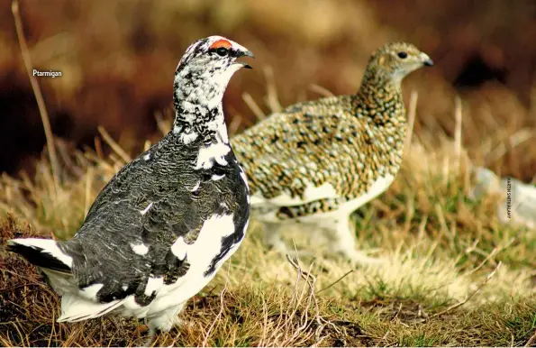  ??  ?? Ptarmigan