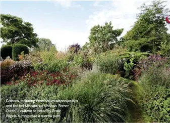  ??  ?? Grasses, including Pennisetum alopecuroi­des and the tall Miscanthus sinensis ‘Ferner Osten’, a cultivar selected by Ernst Pagels, tumble over a narrow path.