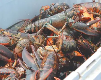  ??  ?? Une baisse du prix du homard en été n’est pas inhabituel­le aux États-Unis, étant donné que les pêcheurs capturent plus de homard à carapace molle. Mais la baisse est plus prononcée en 2018. - Archives