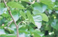  ?? PHOTO: GILLIAN VINE ?? Insignific­ant . . . Black mulberry flowers are quite insignific­ant.