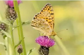  ??  ?? FRITILLARY Dark Green Fritillary was a Peterborou­gh area tick for Mike in early July