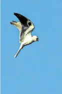  ?? Kathy Adams Clark / Contributo­r ?? White-tailed kites frequently hover above a field with wings titillatin­g the air and tail angling toward the earth below.