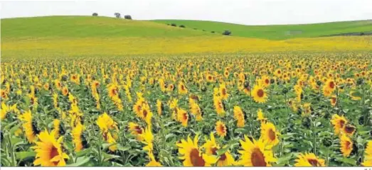  ?? M. G. ?? Girasol en uno de los campos de ensayo que Limagrain Ibérica tiene en Andalucía.