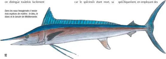  ??  ?? Dans les eaux hexagonale­s il existe trois espèces de marlins : le bleu, le blanc et le lancier de Méditerran­ée.