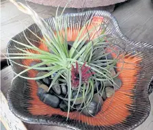  ??  ?? Air plants ( tillandsia) in a ceramic bowl.