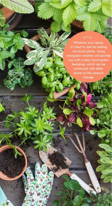  ??  ?? Whatever your space, it’s best to start by adding structural plants. Using evergreen varieties will provide you with a year-round green backdrop, which can be enhanced with other plants as the seasons change.
