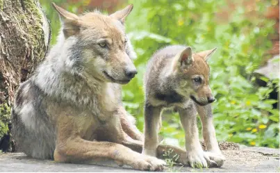  ??  ?? A wolf and cub in captivity at Camperdown Park in Dundee. The question of the animals’ reintroduc­tion to the wild continues to spark heated debate.