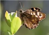  ??  ?? A Speckled Wood butterfly alights on a leaf bathed in sunlight.