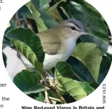  ?? ?? Nine Red-eyed Vireos in Britain and Ireland was a decent tally. This bird was at Kilbaha, Co Clare, at the start of the month.