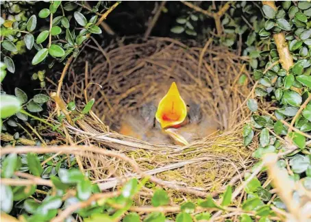  ?? BILD: SN/D_E_R_I_C - FOTOLIA ?? Und jetzt Futter bitte: Frisch geschlüpft­er Vogelnachw­uchs ist unersättli­ch.