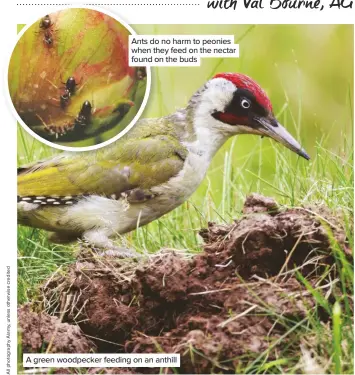  ??  ?? Ants do no harm to peonies when they feed on the nectar found on the buds A green woodpecker feeding on an anthill