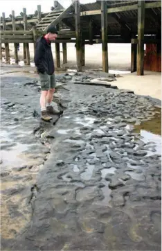  ??  ?? Above: Footprints found in 2013 in old estuary muds are among evidence for Britain’s earliest humans, at Happisburg­h, Norfolk, around 800,000 to a million years ago