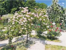  ?? ?? ‘Blush Rambler,’ a vigorous rambler classified also as a polyantha, blooms in stunning, large clusters and has a lovely cascading form when grown as a standard at the Roseraie de l’Hay rose garden.