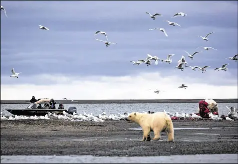  ?? JOSH HANER / THE NEW YORK TIMES ?? Tourists watch polar bears scavenge whale remains near Kaktovik, Alaska. In the fall, polar bears devour the leftover whale meat and roam the town as climate refugees, on land because the sea ice they rely on for hunting seals is receding.