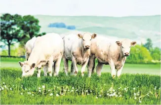  ??  ?? Strong field: Ireland’s beef sector is the foundation of the country’s €13bn-plus agri-food industry