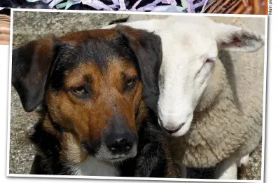  ??  ?? Me and my paw: Dog Bernie became ‘dad’ to lamb Dora after her mother rejected her