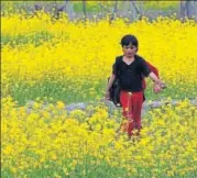  ?? REUTERS FILE ?? Mustard is one of India’s most important winter crops, which is sown between midOctober and lateNovemb­er.