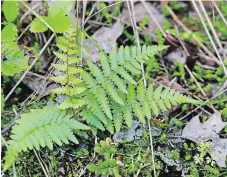  ??  ?? A forest floor in Nogojiwano­ng (Peterborou­gh). Nogojiwano­ng is the Ojibwa word for “place at the end of the rapids.” It is located within the traditiona­l territory Michi Saagiig (Mississaug­a), part of the land covered by Treaty No. 20 and the Williams Treaty.