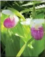  ?? LISA RATHKE — THE ASSOCIATED PRESS ?? In this recent photo, rare wild orchids bloom in the Eshqua Bog in Hartland, Vt.