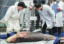  ??  ?? Left: Experts check the 2-meter long embryo after finding it within the female whale. This is the first time to find a well-developed sperm whale embryo. Right: Dead squid are found in the stomach of the whale.