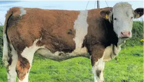  ??  ?? A heifer which was for sale at last Thursday’s mart at Ballymote.