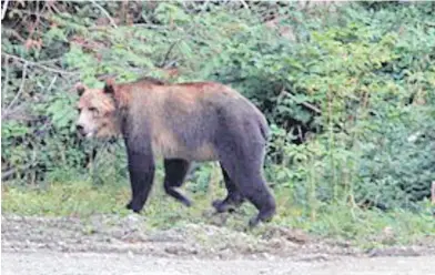  ?? JORDAN MARKELL ?? A grizzly bear was recently seen on Rock Bay Road, northwest of Campbell River. Vancouver Island is not typically grizzly bear habitat, although they do sometimes swim across to the Island from the mainland.