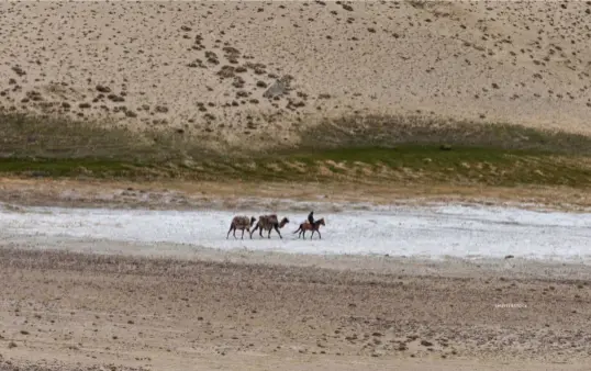  ??  ?? bel ow A man leads his camels across the Wakhan Corridor, along the border with Afghanista­n