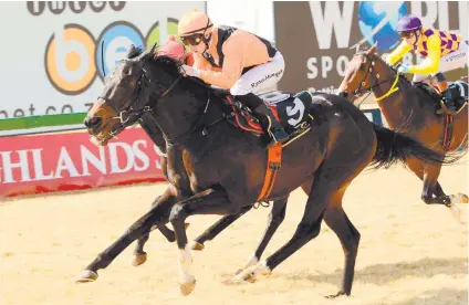  ??  ?? BRIGHT CHANCE. Rocky Night, from Ashley Fortune’s stable, has shown good improvemen­t and could build on his last run victory in Race 7 at the Turffontei­n Inside track today.