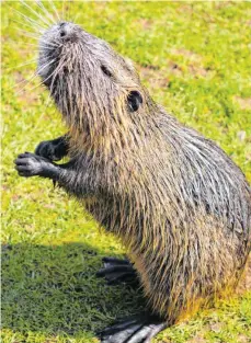  ?? FOTO: BABETT PAUL ?? In manchen Biberrevie­ren in Bopfingen verursache­n die Tiere eine Menge Ärger.